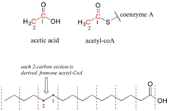 Top left: acetic acid, carboxylic acid with methyl group attached. Top right: acetic acid with hydroxy replaced by sulfur. Coenzyme A bonded to sulfur. Bottom: a fatty acid. Each 2-carbon section is derived from one acetyl Co-A