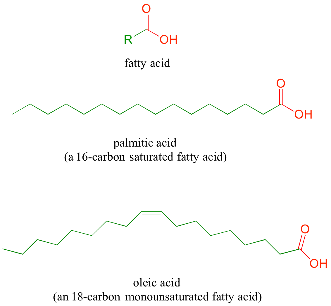 Arriba: estructura de ácidos grasos con grupo R en verde y grupo ácido carboxílico en rojo. Medio: Ácido palmítico, un ácido graso saturado de 16 carbonos. Fondo: Ácido oleico, un ácido graso monoinsaturado de 18 carbonos.