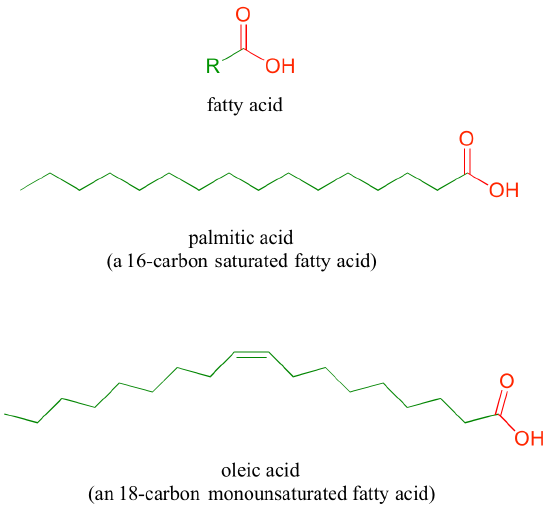Top: fatty acid structure with R group in green and carboxylic acid group in red. Middle: Palmitic acid, a 16-carbon saturated fatty acid. Bottom: Oleic acid, an 18-carbon monounsaturated fatty acid.