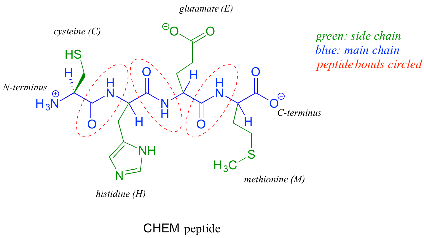 CHEM peptide structure. Main chain in blue, side chain in green and peptide bonds circled in red. Includes methionine (M), glutamate (E), cysteine (C), and histidine (H). Amino group labeled N-terminus and carboxylate labeled C-terminus.