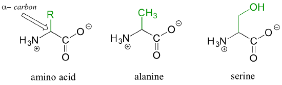 Three amino acids. From left to right: basic amino acid structure with R group attached to alpha carbon; alanine with methyl group attached to alpha carbon; serine with C H 2 O H attached to alpha carbon.