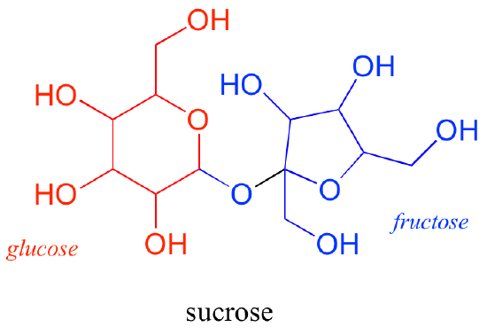 Sucrose: a disaccharide that has a glucose (on left in red) and a fructose (on right in blue) bonded together.