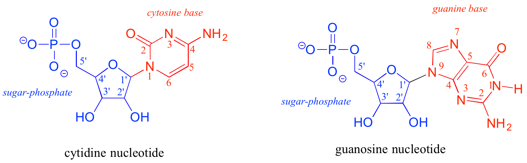 Izquierda: nucleótido citidina; base de citosina en rojo y azúcar-fosfato en azul. Derecha: Nucleótido de guanosina; base guanina en rojo y azúcar-fosfato en azul.