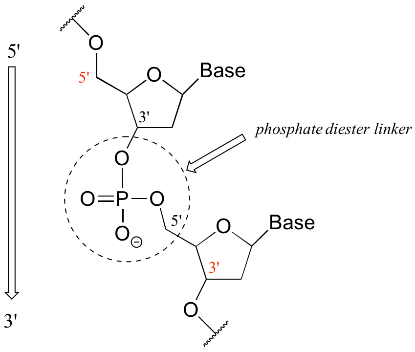Secuencia de ADN escrita en la dirección de 5 primos a 3 primos con un enlace fosfato diéster.