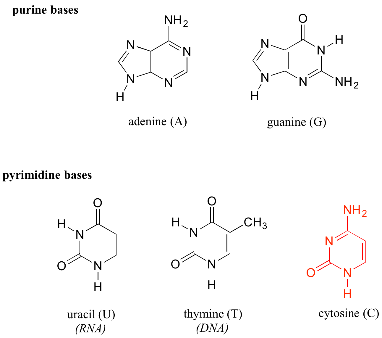 Arriba: Bases purinas; adenina (A) y guanina (G). Tener dos anillos. Abajo: Bases de pirimidina; uracilo (U) en ARN, timina (T) en ADN y citosina en ambos. Tener un anillo.