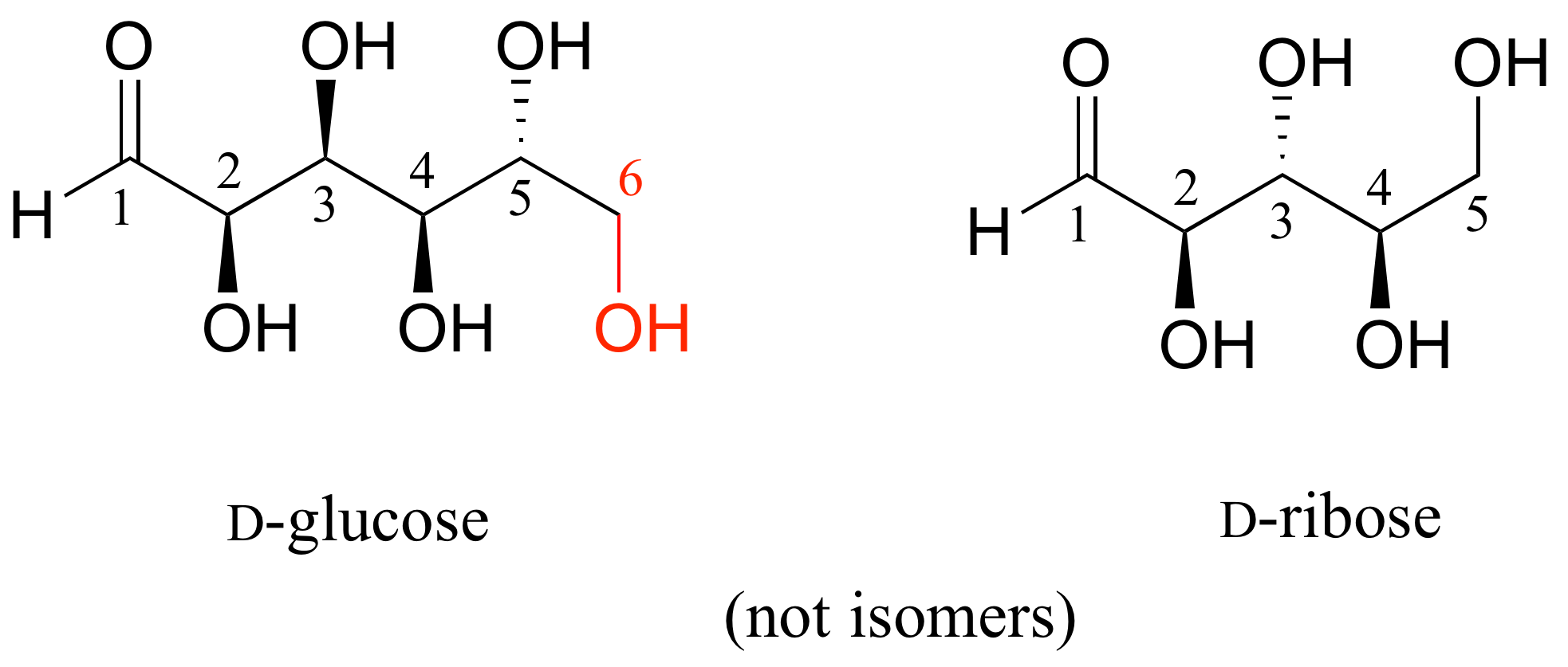 Izquierda: D-glucosa; cadena de seis carbonos. Derecha: D-ribosa; cadena de cinco carbonos. No isómeros.