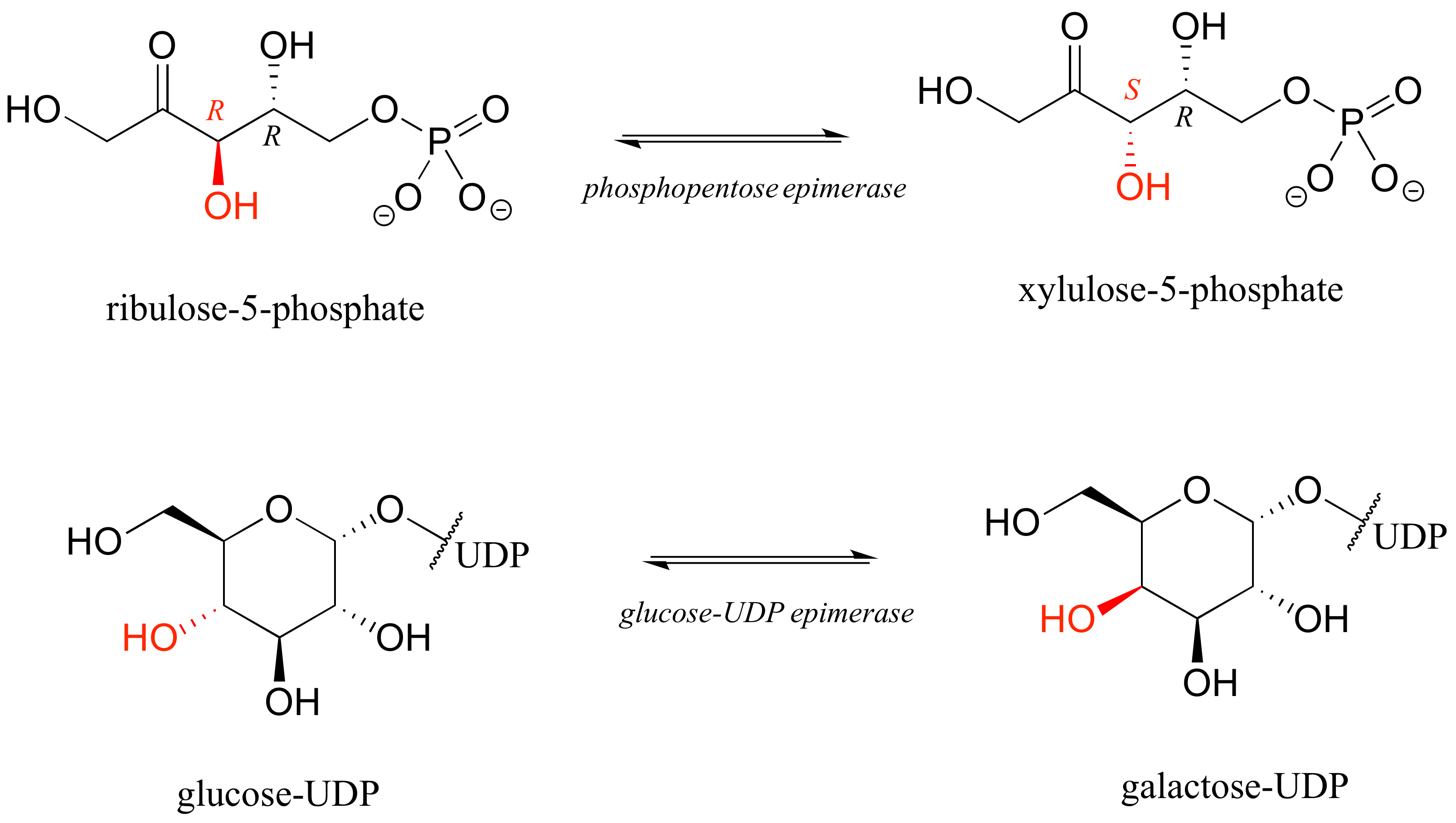 Arriba: Ribulosa-5-fosfato con configuración R R en equilibrio con xilulosa-5-hposfato (misma molécula en configuración S R). Fosfopentosa epimerasa utilizada como catalizador. Abajo: Epímeros glucosa-UDP y Galactosa-UDP en equilibrio. Glucosa-UDP epimerasa como catalizador.