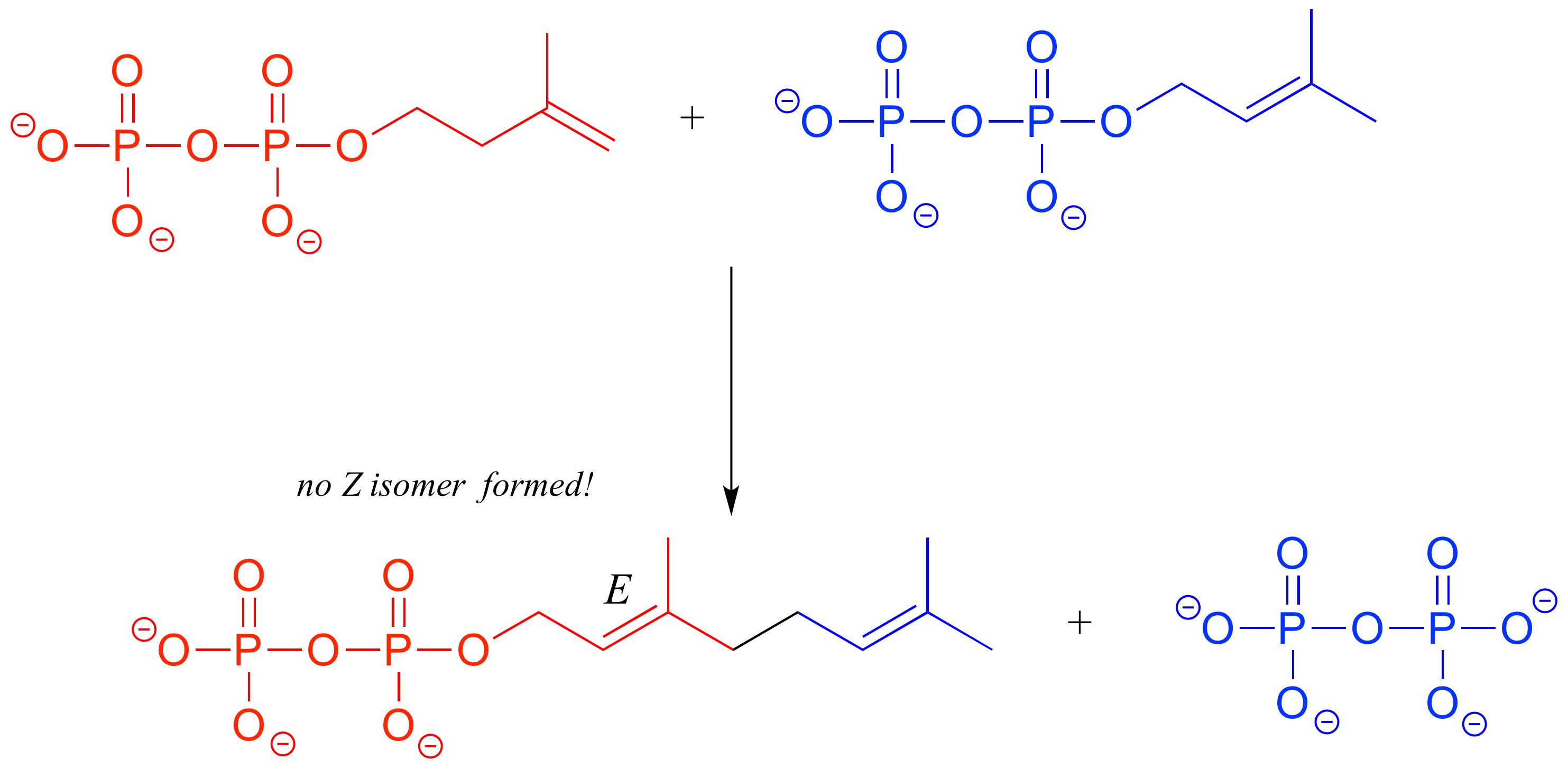 Dos moléculas de difosfato; la izquierda (roja) tiene un alqueno terminal en la cadena carbonada y la derecha (azul) tiene un alqueno trans en la cadena carbonada. Las cadenas de carbono se combinan y dan inicio a uno de los grupos difosfato. Se forma E alqueno. Texto: no se formó el isómero Z.