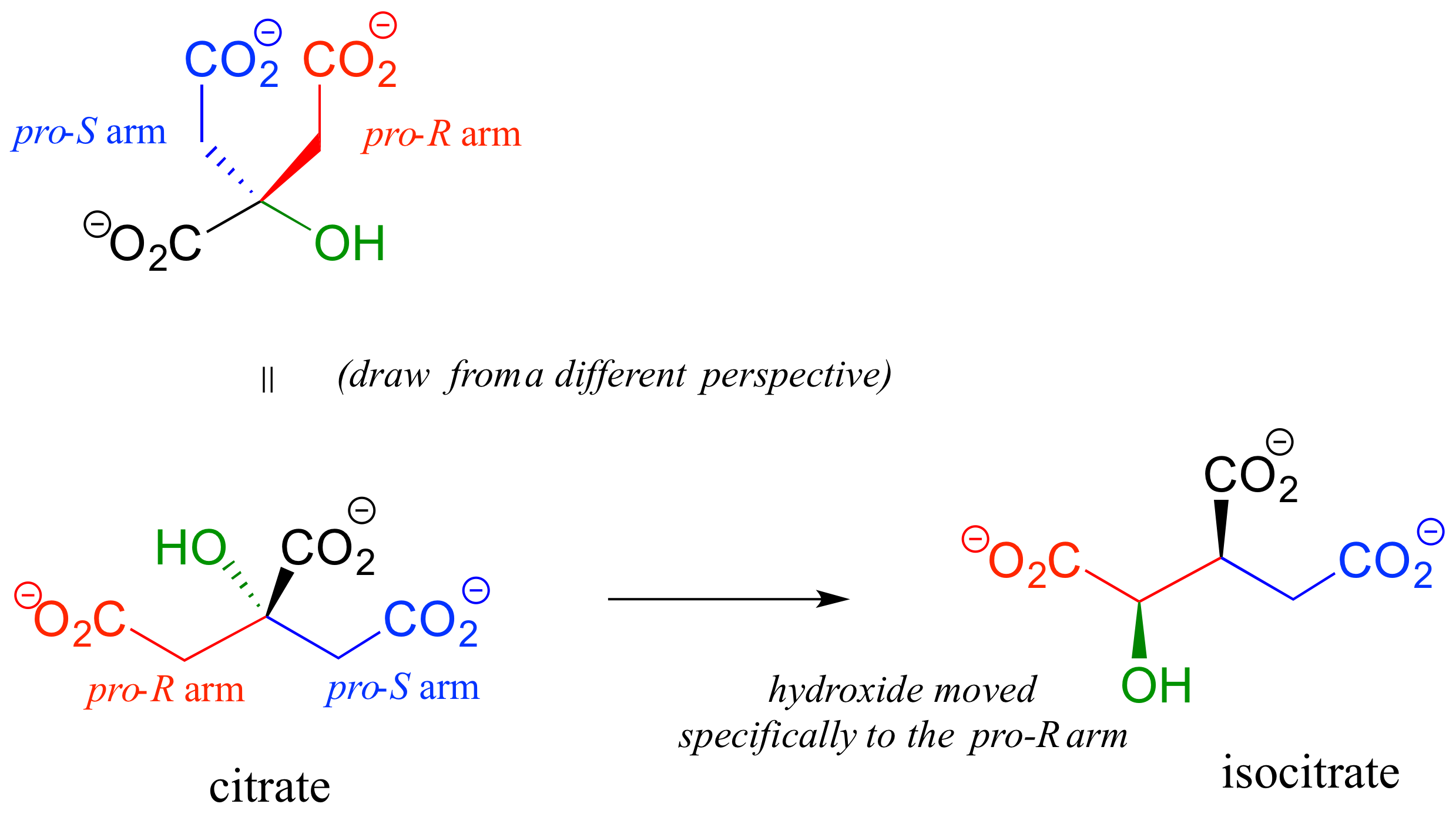 Citrate molecule with hydroxide on carbon 3 (carbon that connects pro-R arm and pro-S arm). Equal sign towards citrate molecule drawn from a different perspective. Arrow from citrate to isocitrate. Text: hydroxide moved specifically to the pro-R arm.