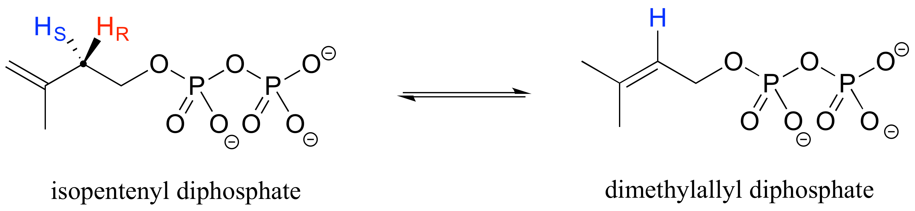 Isopentenyl diphosphate in equilibrium with dimethylallyl diphosphate. One hydrogen is removed and the alkene moves from carbons 1 and 2 to carbons 2 and 3.