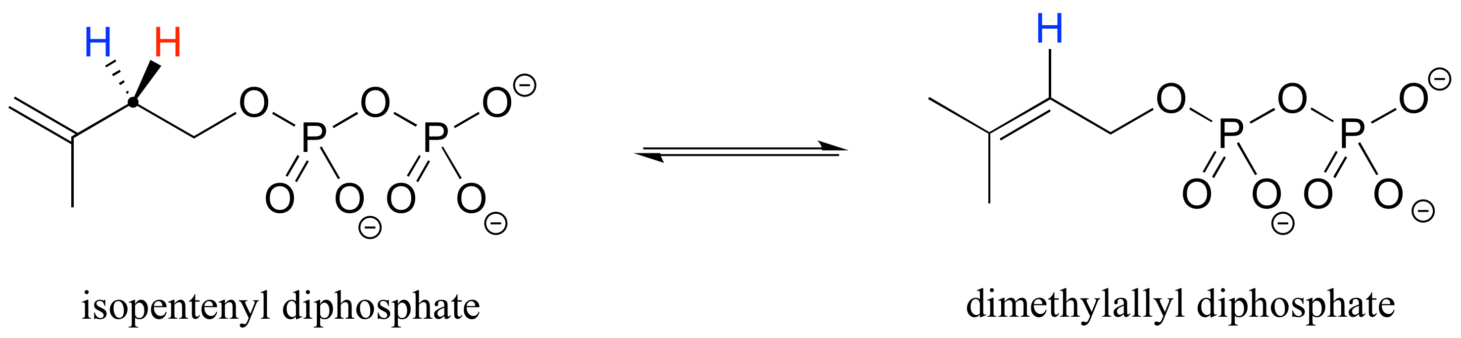 Isopentenyl diphosphate in equilibrium with dimethylallyl diphosphate. One hydrogen is removed and the alkene moves from carbons 1 and 2 to carbons 2 and 3. 