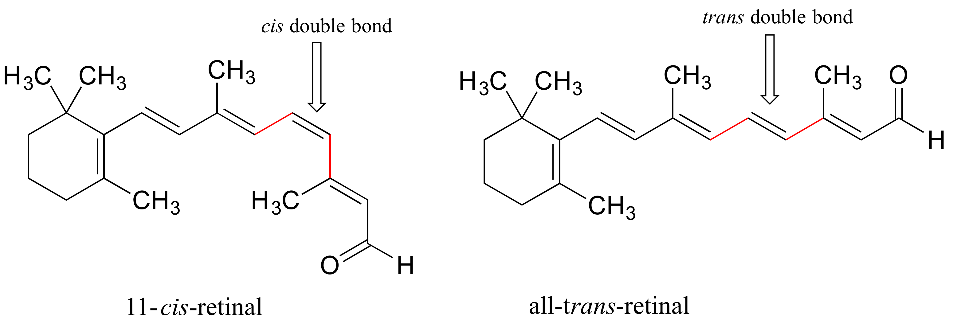 Izquierda: molécula 11-cis retiniana; doble enlace cis sobre carbono 11. Derecha: todo-trans-molécula; todos los dobles enlaces en trans.