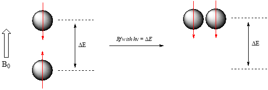 Dos protones alineados en diferentes niveles de energía saltan al mismo nivel de energía más alto cuando se exponen a frecuencia con hv = delta E.