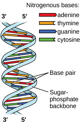 Two images are shown. The first lies on the left side of the page and shows a helical structure like a twisted ladder where the rungs of the ladder, labeled “Base pair” are red, yellow, green and blue paired bars. The red and yellow bars, which are always paired together, are labeled in the legend, which is titled “Nitrogenous bases” as “adenine” and “thymine,” respectively. The blue and green bars, which are always paired together, are labeled in the legend as “guanine” and “cytosine,” respectively. At the top of the helical structure, the left-hand side rail, or “Sugar, dash, phosphate backbone,” is labeled as “3, prime” while the right is labeled as “5, prime.” These labels are reversed at the bottom of the helix. To the right of the page is a large Lewis structure. The top left corner of this structure, labeled “5, prime,” shows a phosphorus atom single bonded to three oxygen atoms, one of which has a superscripted negative charge, and double bonded to a fourth oxygen atom. One of the single bonded oxygen atoms is single bonded to the left corner of a five-membered ring with an oxygen atom at its top point and which is single bonded to an oxygen atom on the bottom left. This oxygen atom is single bonded to a phosphorus atom that is single bonded to two other hydrogen atoms and double bonded to a fourth oxygen atom. The lower left of these oxygen atoms is single bonded to another oxygen atom that is single bonded to a five-membered ring with an oxygen in the upper bonding site. The bottom left of this ring has a hydroxyl group attached to it while the upper right carbon is single bonded to a nitrogen atom that is part of a five-membered ring bonded to a six-membered ring. Both of these rings have points of unsaturation and nitrogen atoms bonded into their structures. On the right side of the six-membered ring are two single bonded amine groups and a double bonded oxygen. Three separate dotted lines extend from these sites to corresponding sites on a second six-membered ring. This ring has points of unsaturation and a nitrogen atom in the bottom right bonding position that is single bonded to a five-membered ring on the right side of the image. This ring is single bonded to a carbon that is single bonded to an oxygen that is single bonded to a phosphorus. The phosphorus is single bonded to two other oxygen atoms and double bonded to a fourth oxygen atom. This group is labeled “5, prime.” The five-membered ring is also bonded on the top side to an oxygen that is bonded to a phosphorus single bonded to two other oxygen atoms and double bonded to a fourth oxygen atom. The upper left oxygen of this group is single bonded to a carbon that is single bonded to a five-membered ring with an oxygen in the bottom bonding position. This ring has a hydroxyl group on its upper right side that is labeled “3, prime” and is bonded on the left side to a nitrogen that is a member of a five-membered ring. This ring is bonded to a six-membered ring and both have points of unsaturation. This ring has a nitrogen on the left side, as well as an amine group, that have two dotted lines leading from them to an oxygen and amine group on a six membered ring. These dotted lines are labeled “Hydrogen bonds.” The six membered ring also has a double bonded oxygen on its lower side and a nitrogen atom on its left side that is single bonded to a five-membered ring. This ring connects to the two phosphate groups mentioned at the start of this to form a large circle. The name “guanine” is written below the lower left side of this image while the name “cytosine” is written on the lower right. The name “thymine” is written above the right side of the image and “adenine” is written on the top right. Three sections are indicated below the images where the left is labeled “Sugar, dash, phosphate backbone,” the middle is labeled “Bases” and the right is labeled “Sugar, dash, phosphate backbone.”