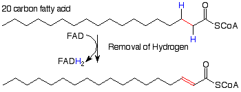 Un ácido graso de veinte carbonos reacciona con FAD para eliminar un oxígeno y formar FADH2 y crear un doble enlace entre los carbonos alfa y beta.