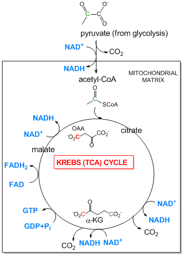 MP1. Overview of Metabolic Pathways: Catabolism - Chemistry LibreTexts