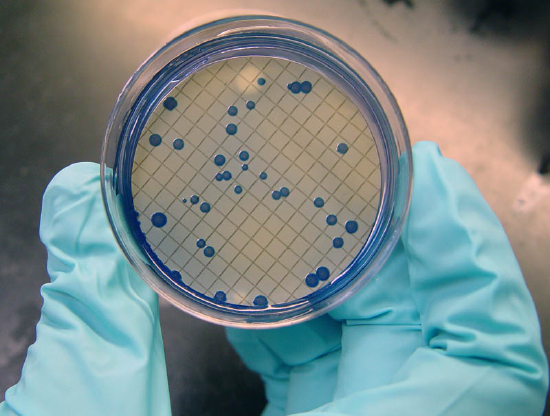 Blue fecal coliform bacteria are dotted around a petri dish growing to various sizes within the dish.