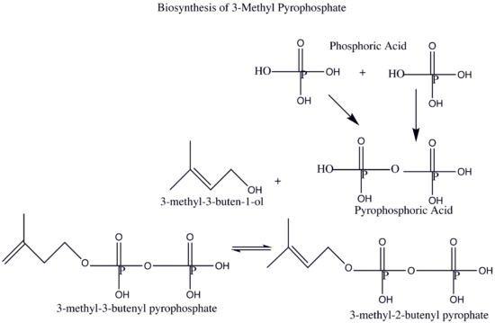 biosynthesis.png