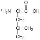 leucine.png