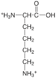 lysine.png