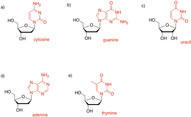 SPnucleicsoln.png