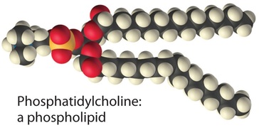 Molecular structure of a phospholipid. 