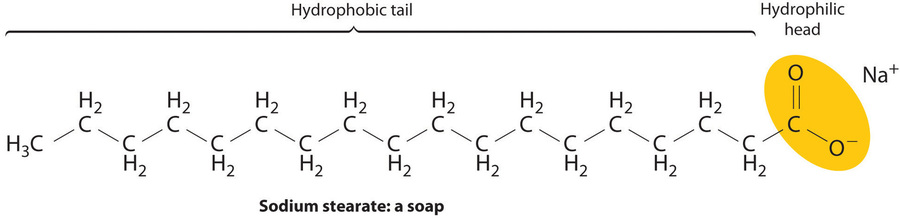 Bond line drawing of soap, The hydrophobic tail is a long hydrocarbon chain. The hydrophilic heat is a carbon double bonded to an oxygen and single bonded to a negatively charged oxygen. 