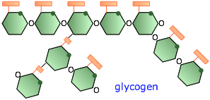 glucosepoly-glyc.png
