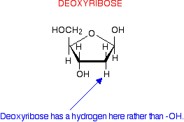deoxyribose.gif
