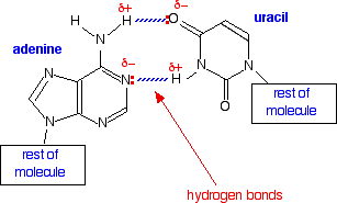 Transcription of DNA Into messenger RNA - Chemistry LibreTexts