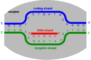 Transcription of DNA Into messenger RNA - Chemistry LibreTexts