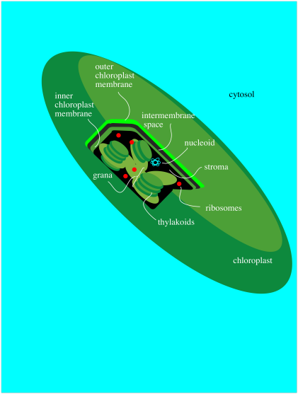 chloroplast.png