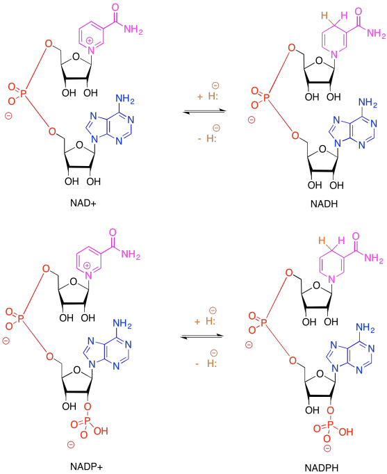 NADHNADPHredox.png