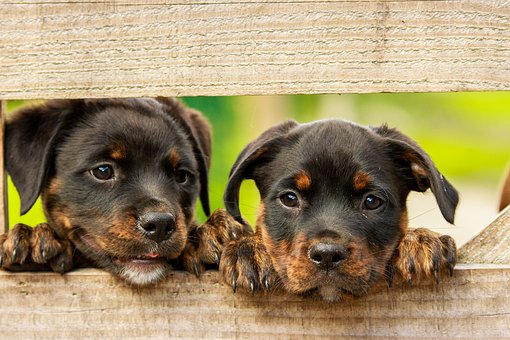 Cosmetic image of Rottweiler puppies.