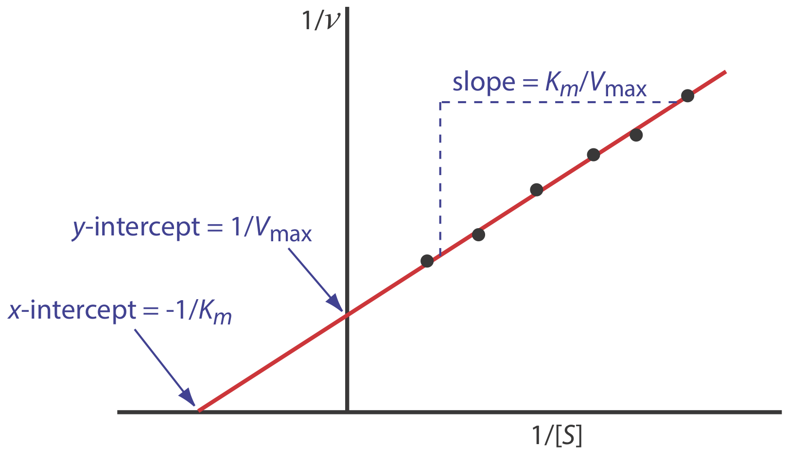 La gráfica Lineweaver-Burk muestra: X-intercept=-1/K (m); Y-intercept=1/V (max); pendiente=K (m) /V (max).