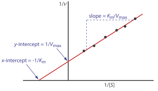 The Lineweaver-Burk plot shows: x-intercept=-1/K(m); y-intercept=1/V(max); slope=K(m)/V(max).