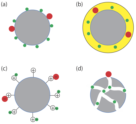 Absorption on a solid surface occurs when solute particles come in contact with the solid stationary phase. Partitioning into a liquid phase happens when solute particles enter the liquid of the stationary phase. The ion exchange happens due to opposite charges coming in contact with each other. Size exclusion occurs when particles can be too large to interact with the stationary phase.