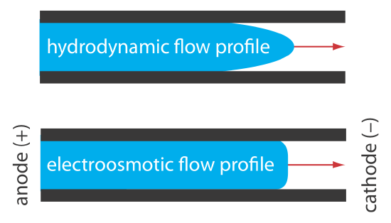 Electroosmotic flow moves from the anode (+) to the cathode (-).