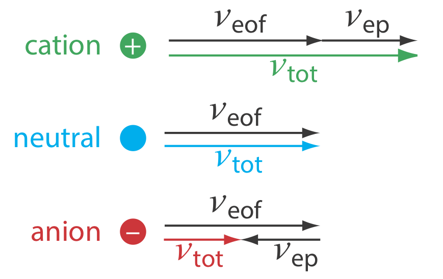 La velocidad del catión se duplica sumando v (eof) y v (ep) juntas. La velocidad neutra solo consiste en v (eof). La velocidad del anión es la mitad de la neutra restando v (ep) de v (eof).