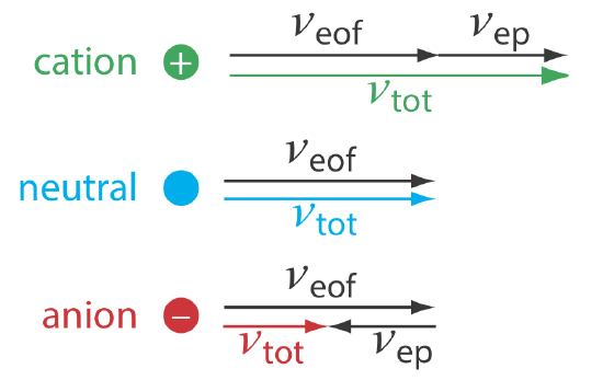 Velocity of the cation is doubled by adding v(eof) and v(ep) together. Neutral velocity only consists of v(eof). The velocity of the anion is half that of neutral by subtracting v(ep) from v(eof).
