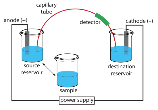Schematic diagram of the basic instrumentation for capillary electrophoresis. The sample and the source reservoir are switched when making injections.
