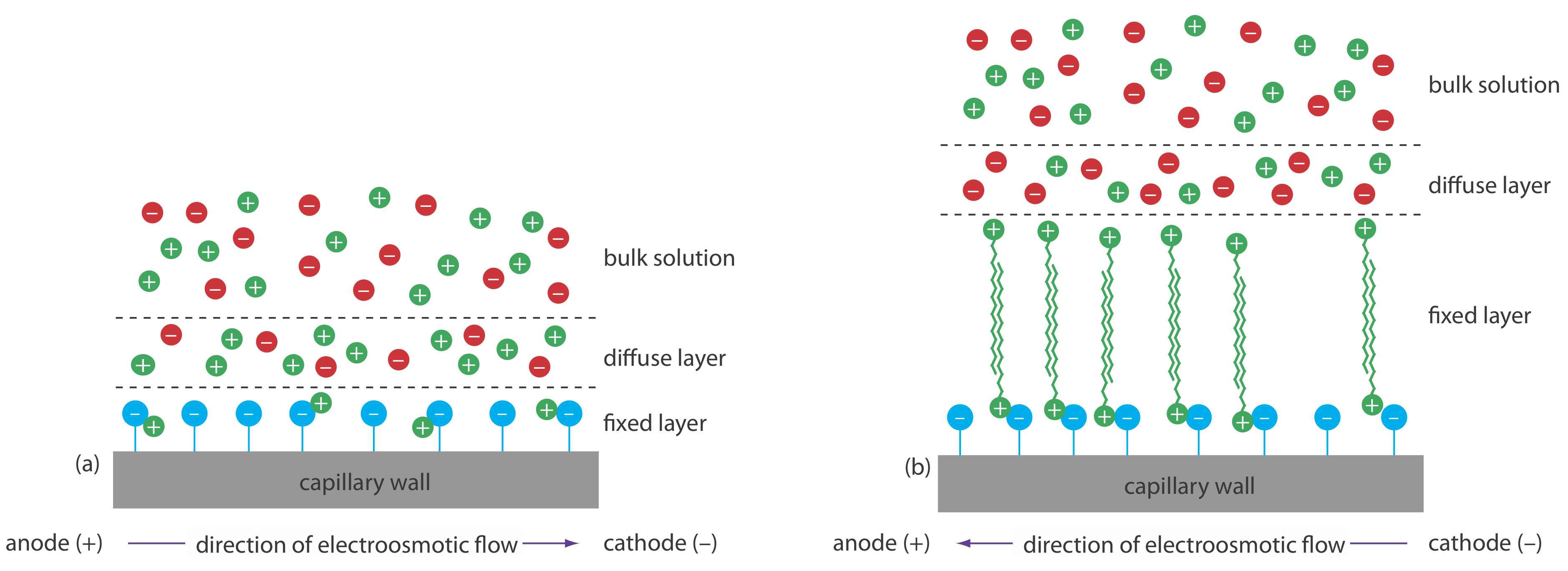 Normal migration with electroosmotic flow toward the cathode consists of a mix of +/- charged particles in the bulk solution, mostly + particles in the diffuse layer, and only + particles in the fixed layer closest to the capillary wall. When flow is reversed, the fixed layer has long chains of positive particles, and a similar diffuse and bulk layer to normal migration.