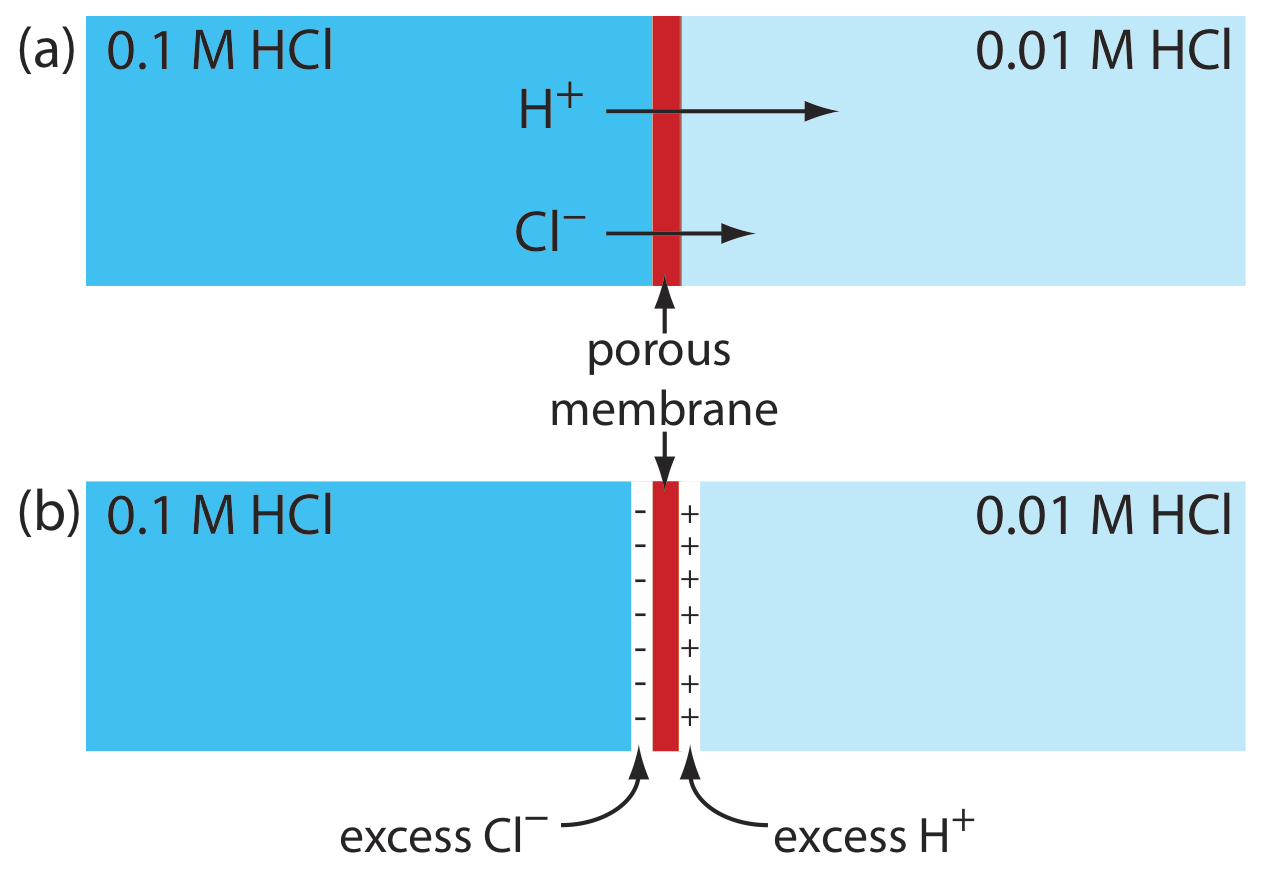 Origen del potencial de unión entre una solución de HCl 0.1 M y una solución de HCl 0.01 M.