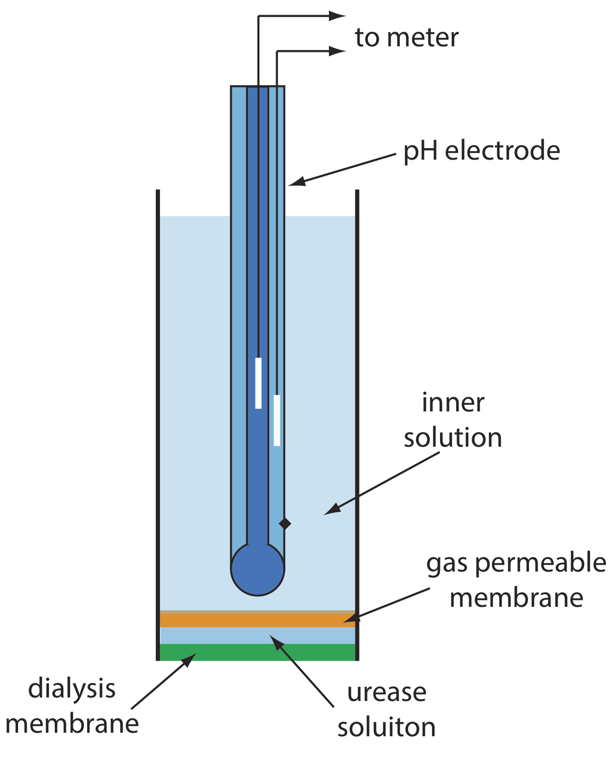 Diagrama esquemático que muestra un biosensor potenciométrico basado en enzimas para urea. Una solución de la enzima ureasa queda atrapada entre una membrana de diálisis y una membrana permeable a los gases. La urea se difunde a través de la membrana de diálisis y reacciona con la ureasa, produciendo NH3 que se difunde a través de la membrana permeable al gas. El cambio resultante en el pH de la solución interna se mide con el electrodo de pH.