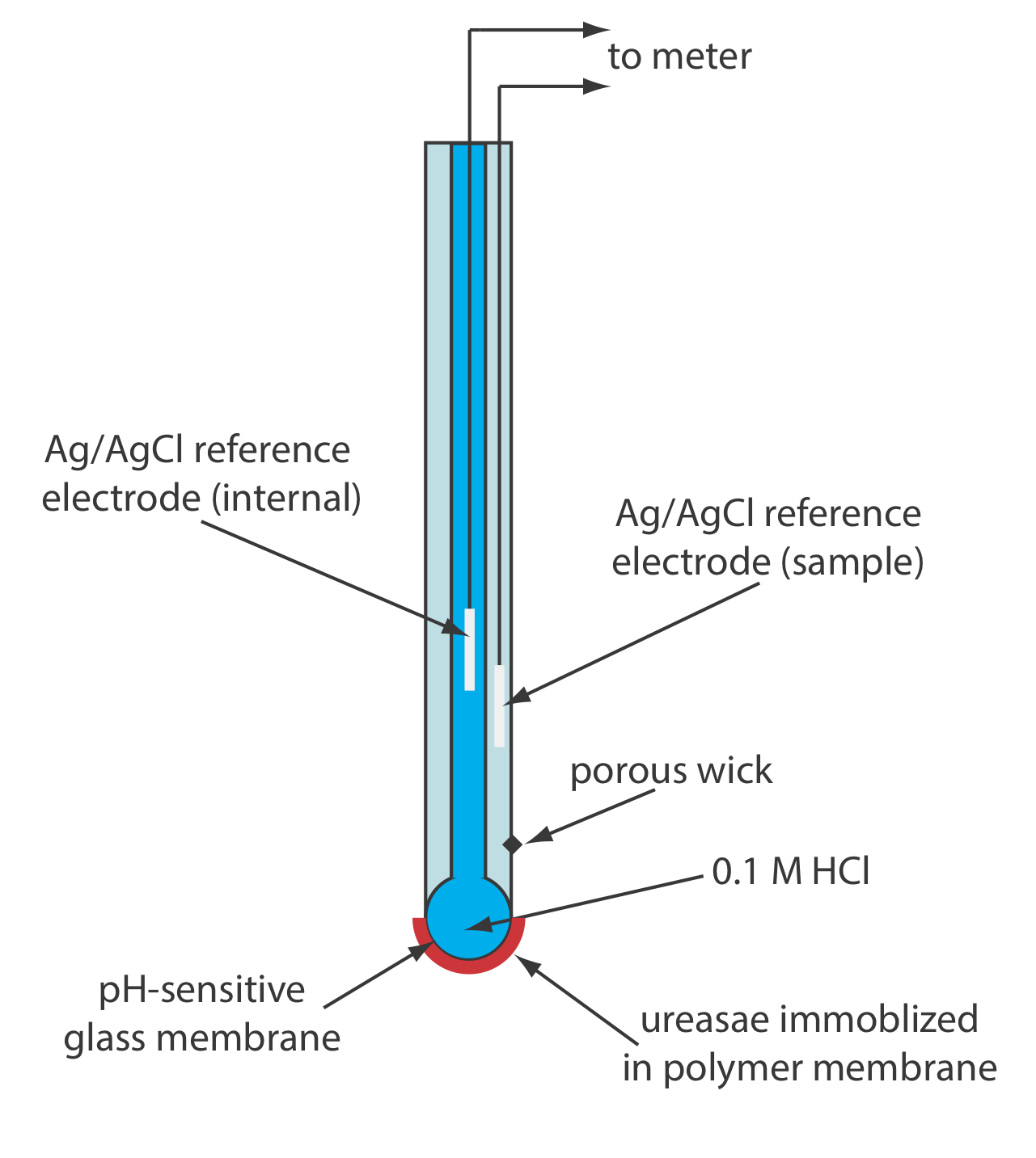 Diagrama esquemático de un biosensor potenciométrico basado en enzimas para urea en el que se inmoviliza ureasa en una membrana polimérica recubierta sobre la membrana de vidrio sensible al pH de un electrodo de pH.