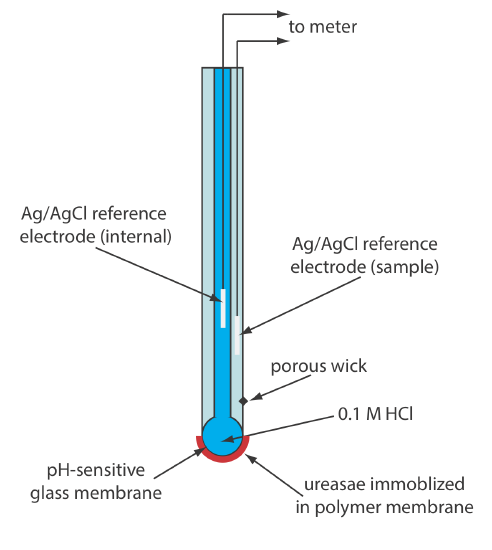 The biosensor for urea consists of a pH-sensitive glass membrane, urease immobilized in polymer membrane, 0.1M HCl, a porous wick, Ag/AgCl reference electrode (sample), and Ag/AgCl reference electrode (internal) and leads to a meter.