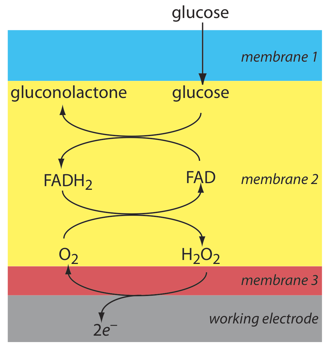 La glucosa pasa a través de la primera membrana donde puede reaccionar con FAD para formar gluconolactona y FADH2. FADH2 puede entonces reaccionar con O2 para reformar FAD y H2O2. El H2O2 puede entonces salir de la membrana 2 y pasar a través de la membrana 3 y liberar dos electrones.