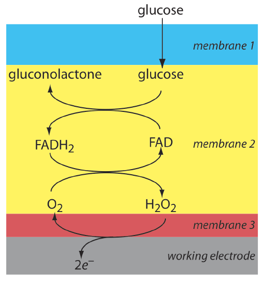 Glucose passes through the first membrane where it can react with FAD to form gluconolactone and FADH2. FADH2 can then react with O2 to reform FAD and H2O2. H2O2 can then leave membrane 2 and pass through membrane 3 and release two electrons.