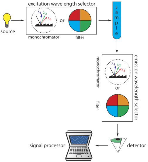 Light leaves the source and enters the excitation wavelength selector then moves through the sample. It exits the sample and moves through the emission wavelength selector, then to the detector and signal processor.