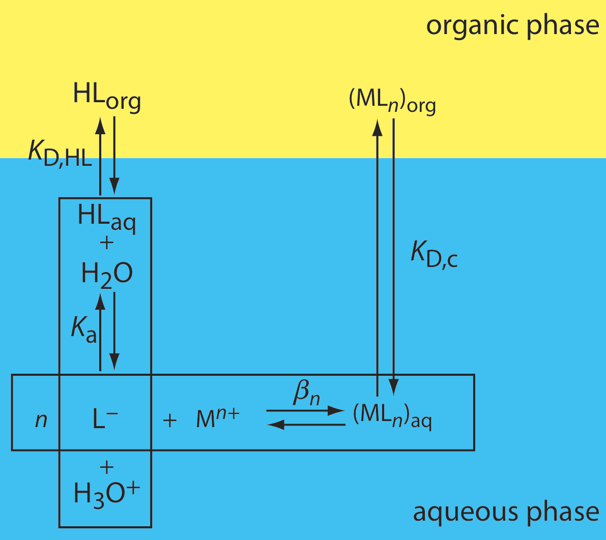 El esquema muestra cuatro reacciones sucediendo. Primero, el HL orgánico se convierte en HL acuoso. En la capa acuosa, HL reacciona con agua para crear L- y H3O+. L- luego reacciona con M (n+) para crear ML (n) acuosos. Finalmente, ML (n) se convierte a la fase orgánica.